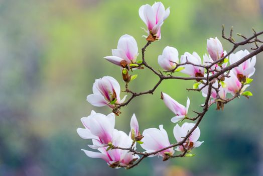 Magnolia denudata flowers in springtime in Chengdu, China