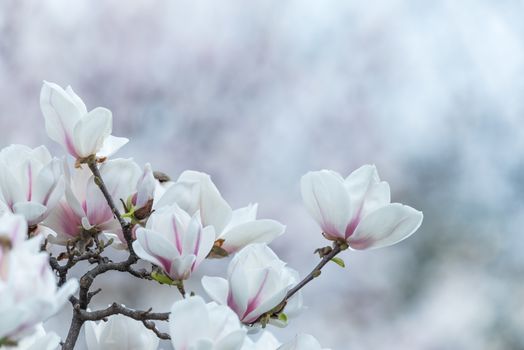 Magnolia denudata flowers in springtime in Chengdu, China