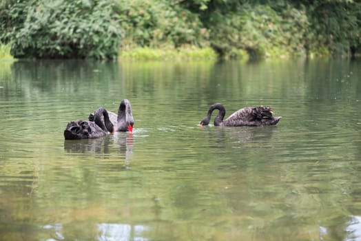 Three black swans in a lake, Chengdu, China