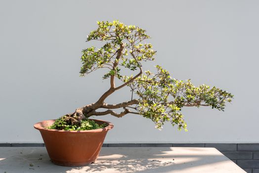 Bonsai tree in sunlight against a white wall in BaiHuaTan public park, Chengdu, China