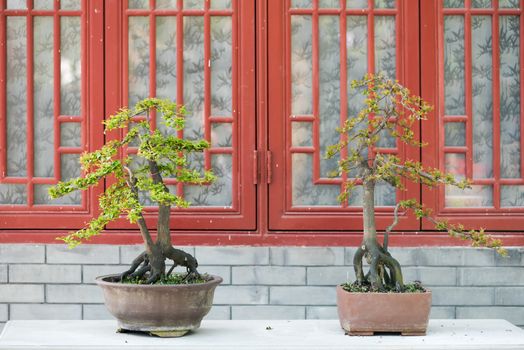 two bonsai trees against a brick wall and red windows in BaiHuaTan public park, Chengdu, China