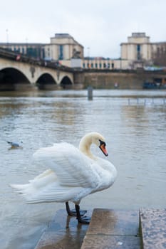 Swan on Seine river banks with the Palais de Chaillot in the background in Paris