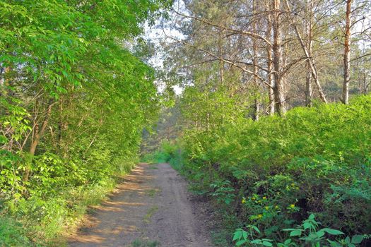 Summer landscape with way in forest