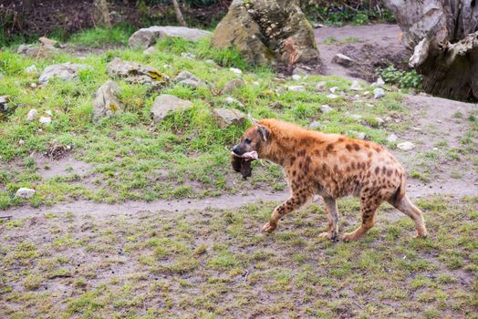 Hyena walking with a piece of raw meat in the mouth