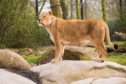 Female lion standing on a rock and looking away with trees in the background