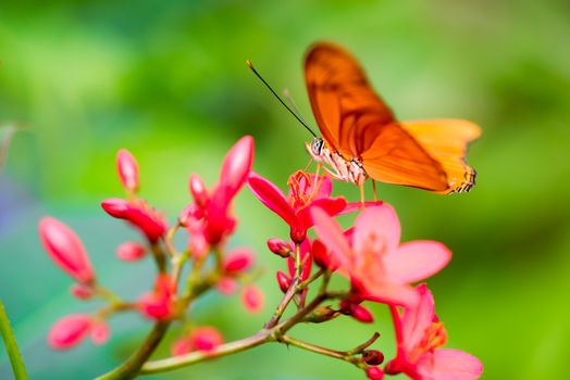 Butterfly taking pollen from a purple flower in springtime