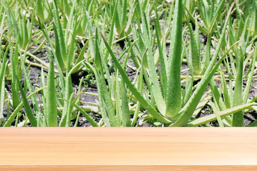 wood plank on aloe vera garden green fresh nature background, empty wood table floors on aloe vera plantation green fresh nature background, wood table board empty front farm aloe vera leaf fresh