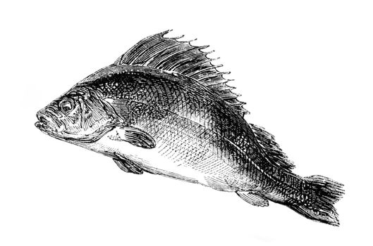 An engraved vintage fish illustration image of a common perch from a Victorian book dated 1857 that is no longer in copyright
