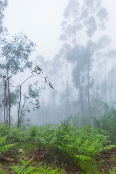 Fog in the forest at the portuguese national park, Geres, Portugal