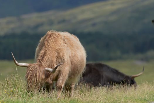 A tan highland bull grazes long natural meadow plants, with a second black bull in the background side on. Main bull points large horns at camera.