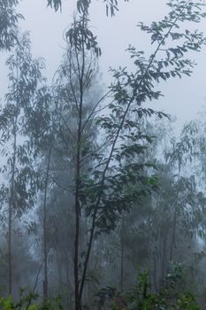 Fog in the forest at the portuguese national park, Geres, Portugal