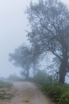 Fog in the forest at the portuguese national park, Geres, Portugal