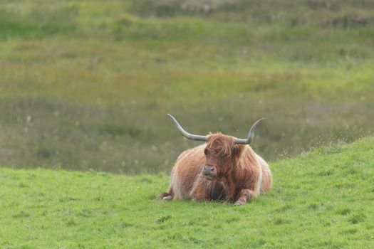 Lone brown orange male highland bull sits down, lying on luscious green grass. Mouth partly open and horns clear against smooth background.