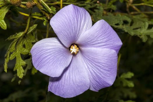 Alyogyne huegelii commonly known as Lilac Hibiscus found in the coastal shrublands of West Australia