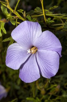 Alyogyne huegelii commonly known as Lilac Hibiscus found in the coastal shrublands of West Australia