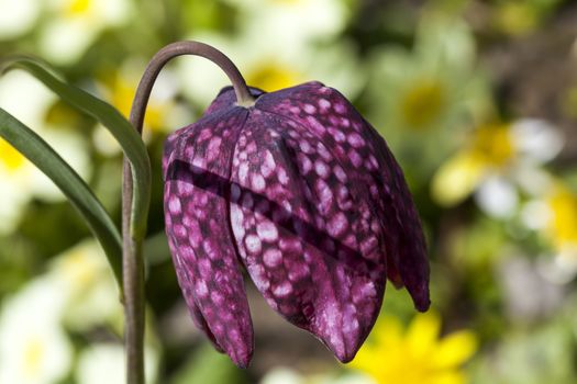 Fritillaria meleagris commonly known as snake's head fritillary a common spring flowering bulb plant