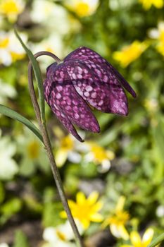 Fritillaria meleagris commonly known as snake's head fritillary a common spring flowering bulb plant