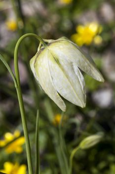 Fritillaria meleagris alba commonly known as snake's head fritillary a common spring flowering bulb plant