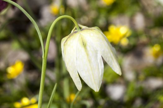 Fritillaria meleagris alba commonly known as snake's head fritillary a common spring flowering bulb plant