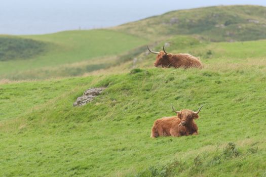 Two male highland cattle bulls lye amongst windswept grass, one chews, one on a mound. copy space to the left hand side as the cows look distantly.