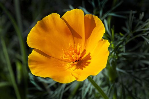 California poppy (Eschscholzia californica) a spring summer red orange or yellow flower plant commonly found in the USA and Mexico