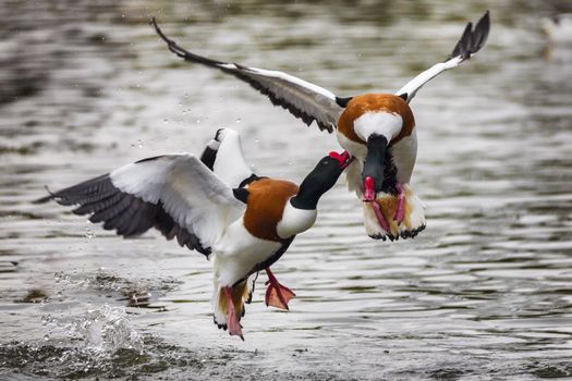 Two Common Shelduck duck (Tadorna tadorna) aggressively fighting and pecking