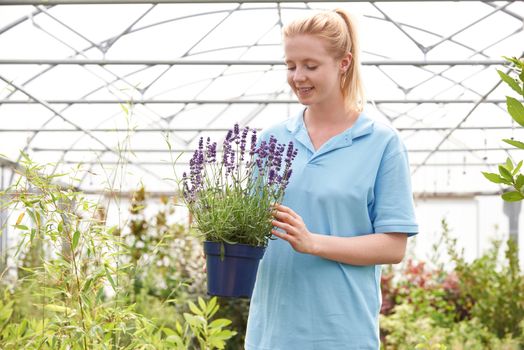 Female Employee At Garden Center Holding Lavender Plant In Greenhouse