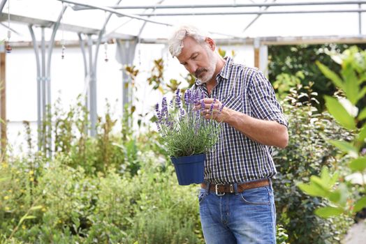 Mature Man Choosing Plants At Garden Center