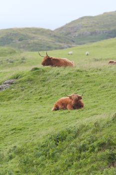 Portrait two male highland cattle bulls lye amongst windswept grass, one on a mound. two sheep graze in the background. Rural scottish scene.