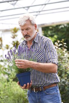 Mature Man Choosing Plants At Garden Center