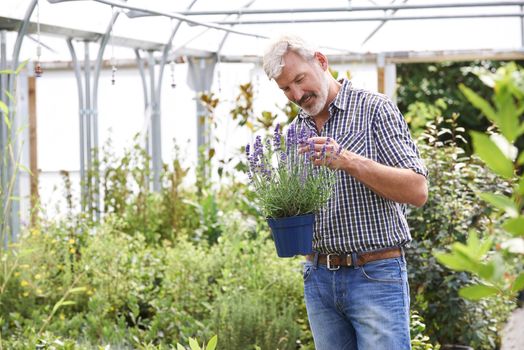 Mature Man Choosing Plants At Garden Center