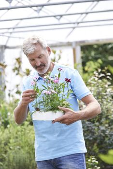 Male Employee At Garden Center Holding Plant