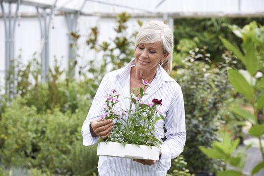 Mature Woman Choosing Plants At Garden Center