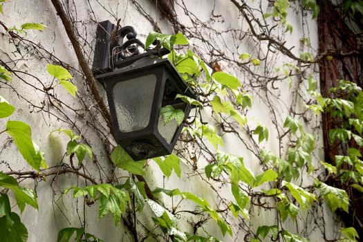 Old lantern hanging on a stone wall. antique retro lamp hang on home exterior. Grunge broken light source furniture wallpaper with copy space. Scene with green ivy climbing on old-fashioned villa. 