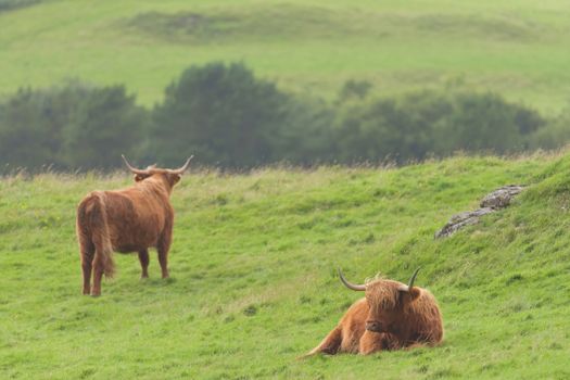 Moody scene of 2 brown orange tan highland cattle scottish bulls. One lies in grass, the other looks away. Copy space, emotion of disagreement.