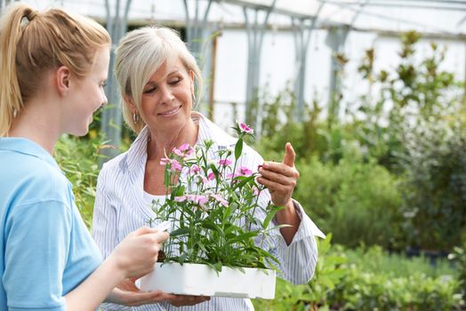 Woman Asking Staff For Plant Advice At Garden Center