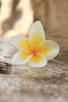 Plumeria flowers, Frangipani On Ground, Plumeria is a genus of flowering plants in the family Apocynaceae.