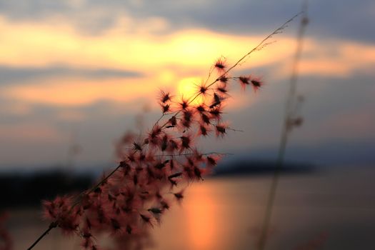 Pollen of hay and the atmosphere of the sunset on the lake