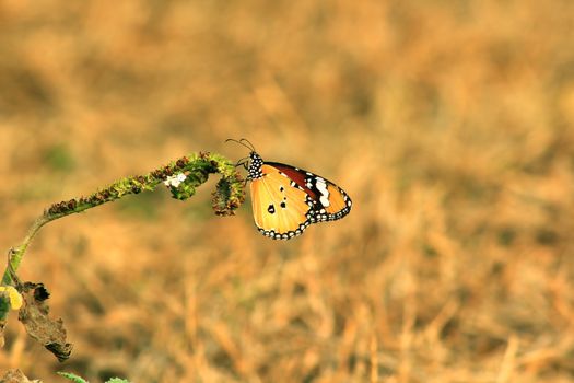 The Common Tiger Danaus Butterfly is on a flower.