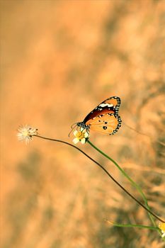 The Common Tiger Danaus Butterfly is on a flower.