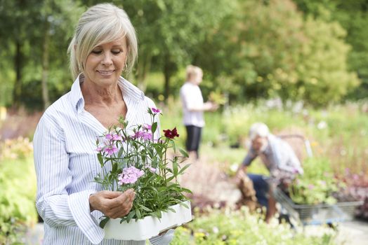 Mature Woman Choosing Plants At Garden Center