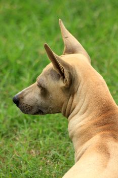 Brown dog turned to the left