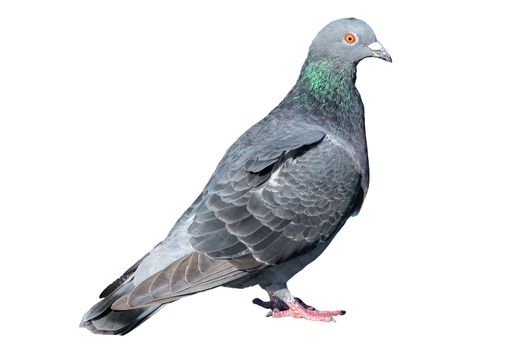 Pigeon isolated on white background. Grey dove body portrait. wildlife of gray birdie. Concept of freedom elegance, faith and hope. close up photography of tranquil, free bird. Single standing animal.