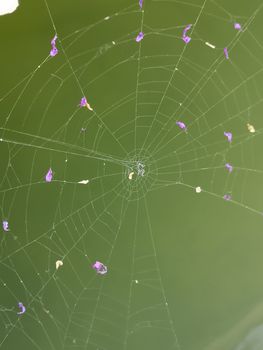 Spider Web with petals of purple flowers against green. beautifully woven, intricate, cobweb close up photo