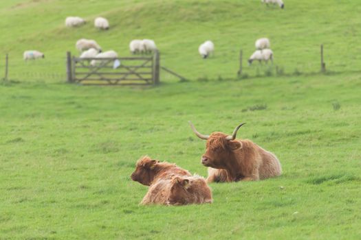 Mother, calf and father bull highland cattle all lye down on plain pastureland, within their fence, background of a dozen sheep grazing.