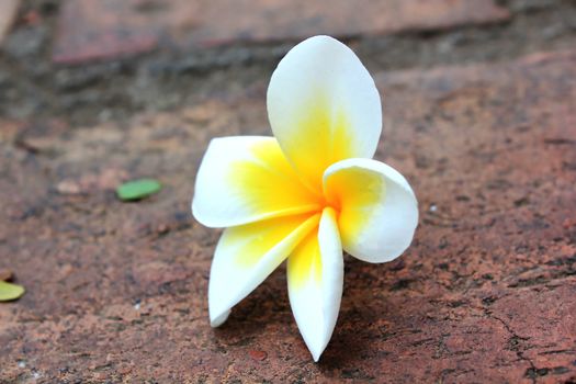 Plumeria flowers, Frangipani On Ground, Plumeria is a genus of flowering plants in the family Apocynaceae.