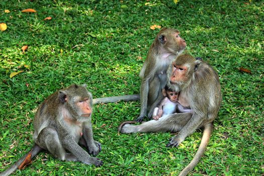 Monkey Family Macaca fascicularis on the lawn