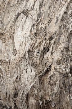 Pattern of a perennial plant bark with cracked skin