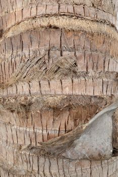 Pattern of a perennial plant bark with cracked skin