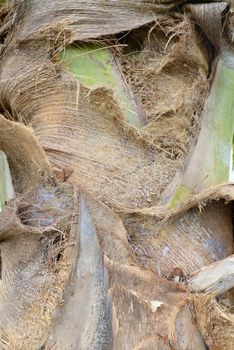 Pattern of a perennial plant bark with cracked skin